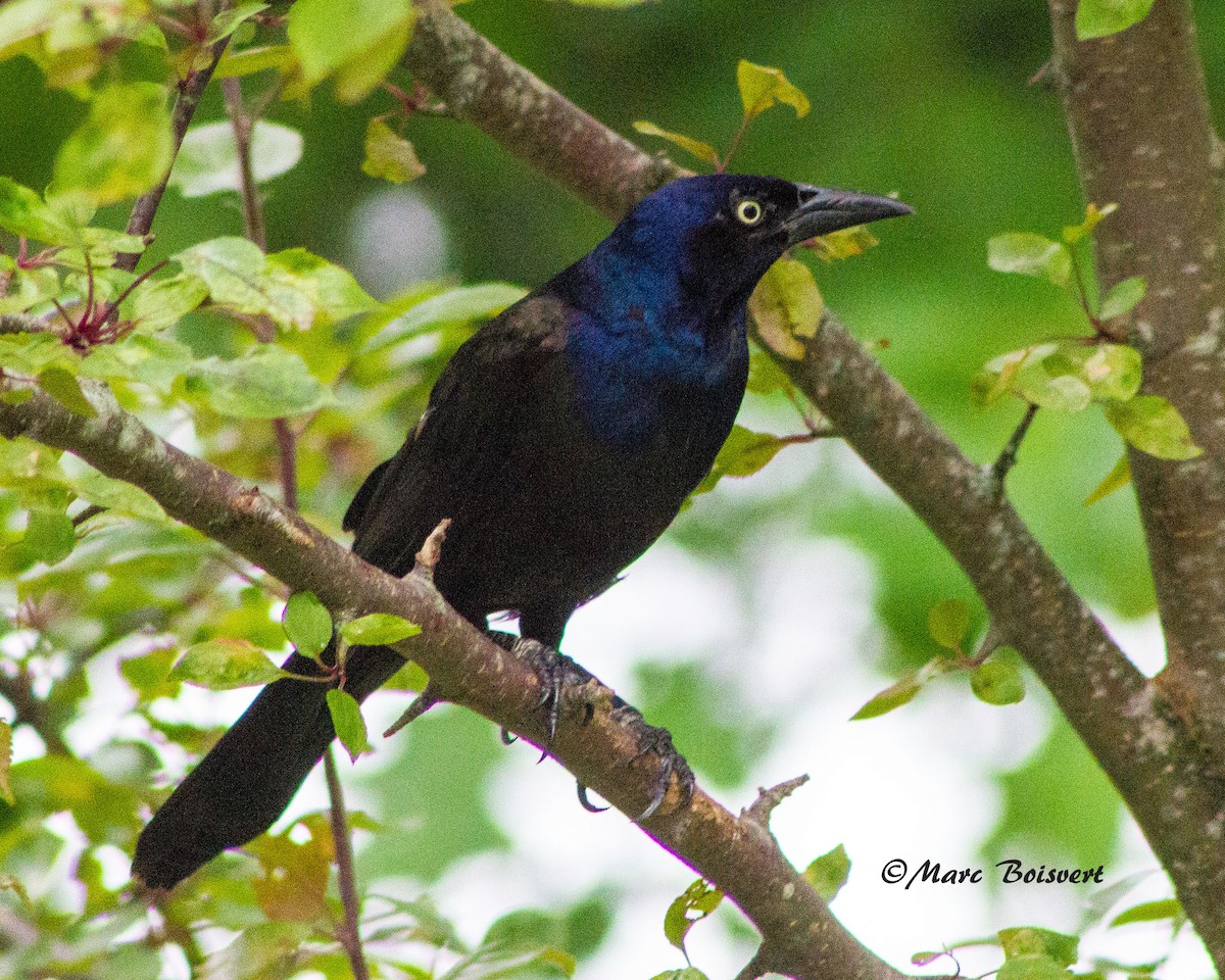 Common Grackle - ML51139471