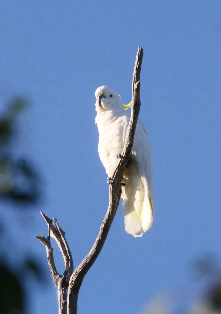 Sulphur-crested Cockatoo - Michael  Willis