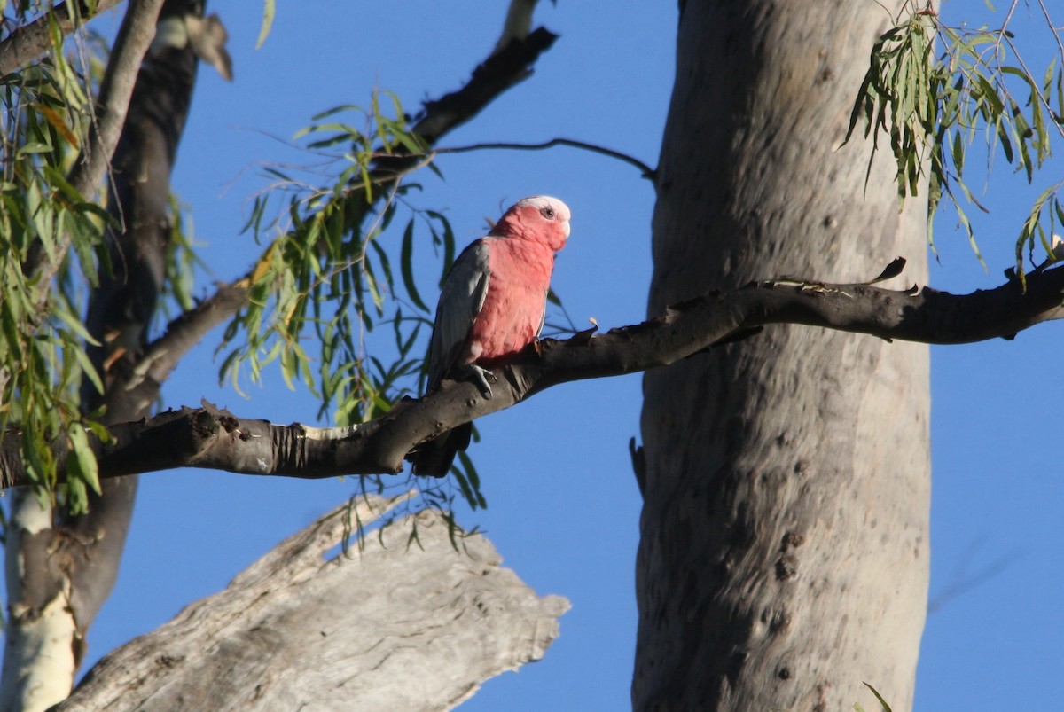 Cacatúa Galah - ML511395091