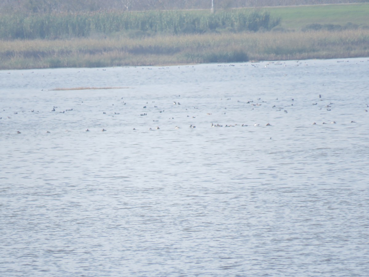 Canvasback - John Whittle