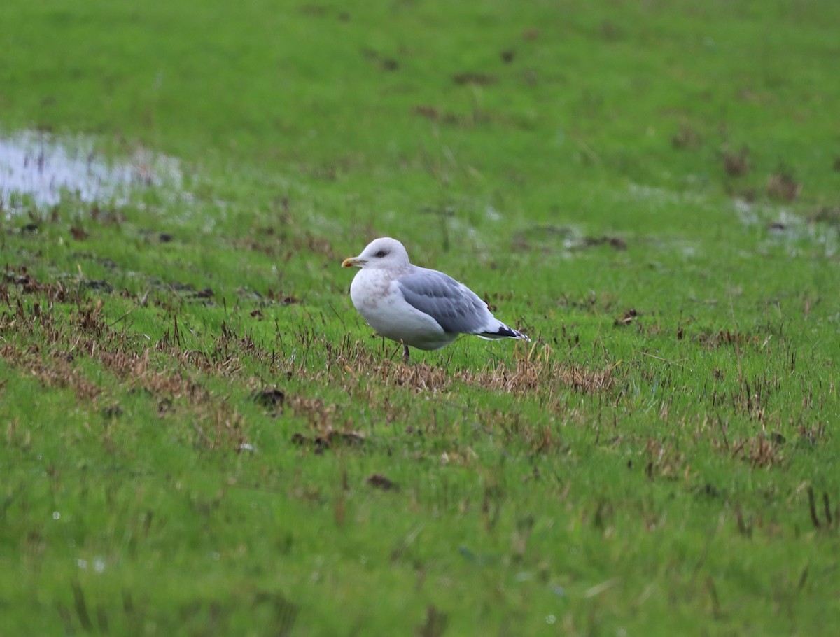 Iceland Gull (Thayer's) - ML511395791