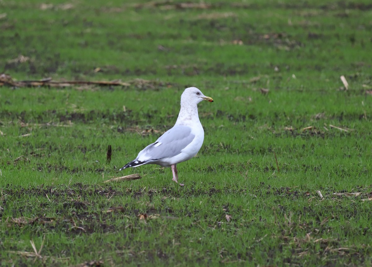 Iceland Gull (Thayer's) - Andrew S. Aldrich