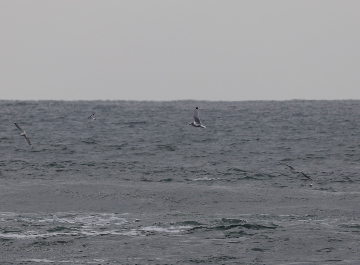 Black-legged Kittiwake - Andrew S. Aldrich