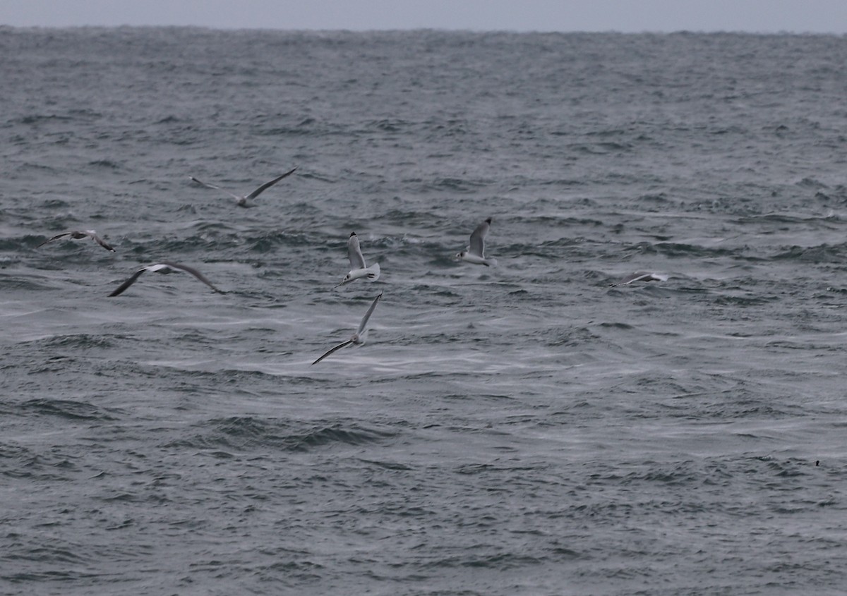 Black-legged Kittiwake - ML511396301