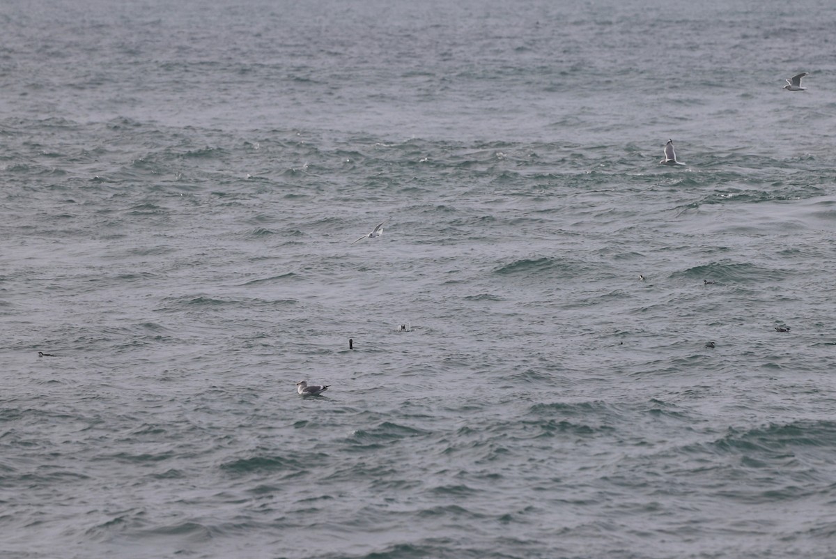 Black-legged Kittiwake - Andrew S. Aldrich