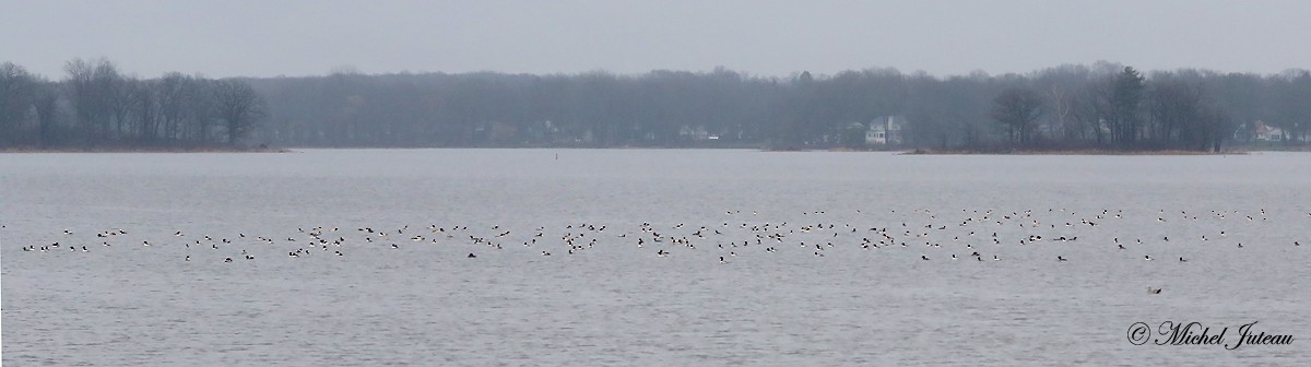 Common Merganser - ML511397371