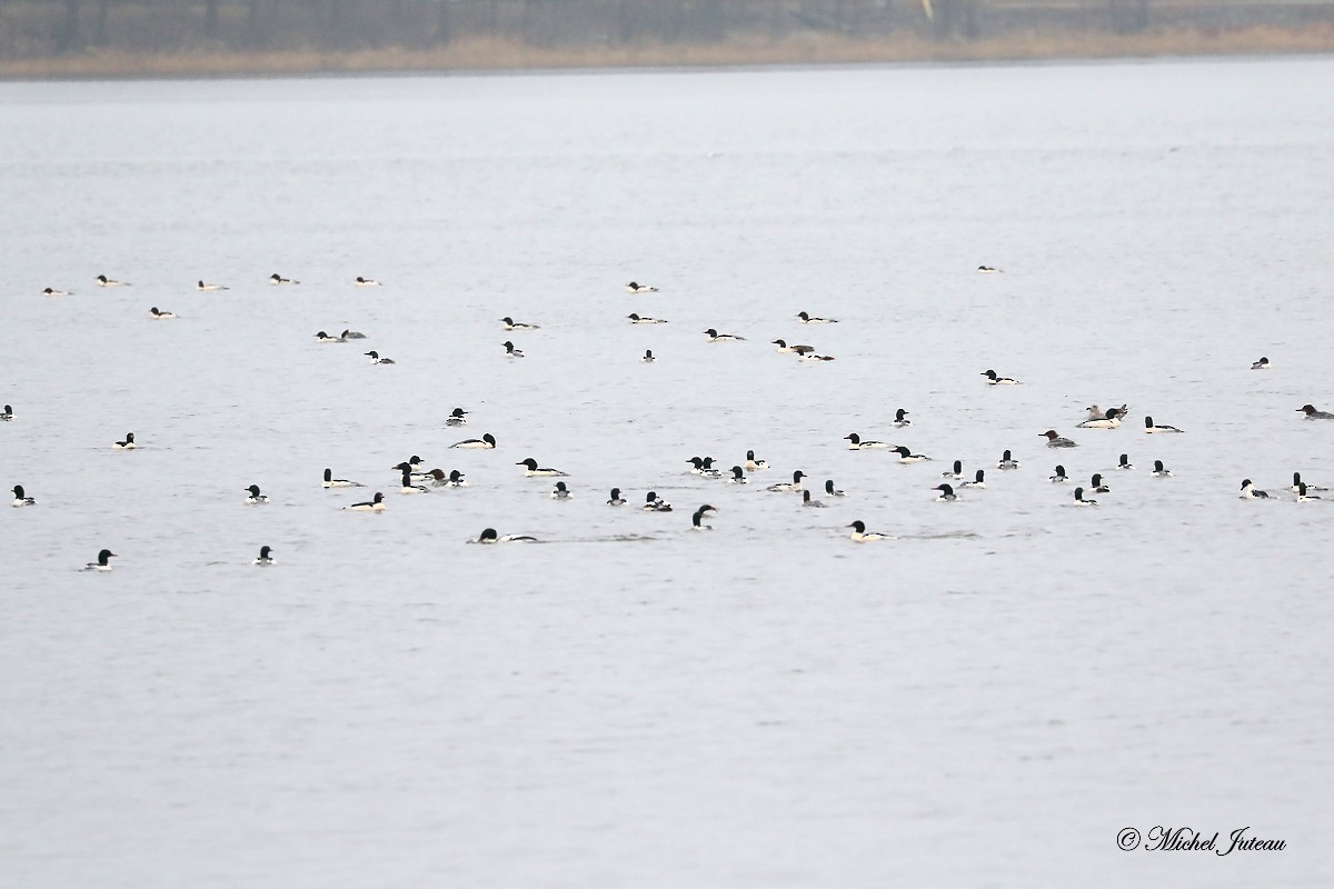 Common Merganser - Michel Juteau