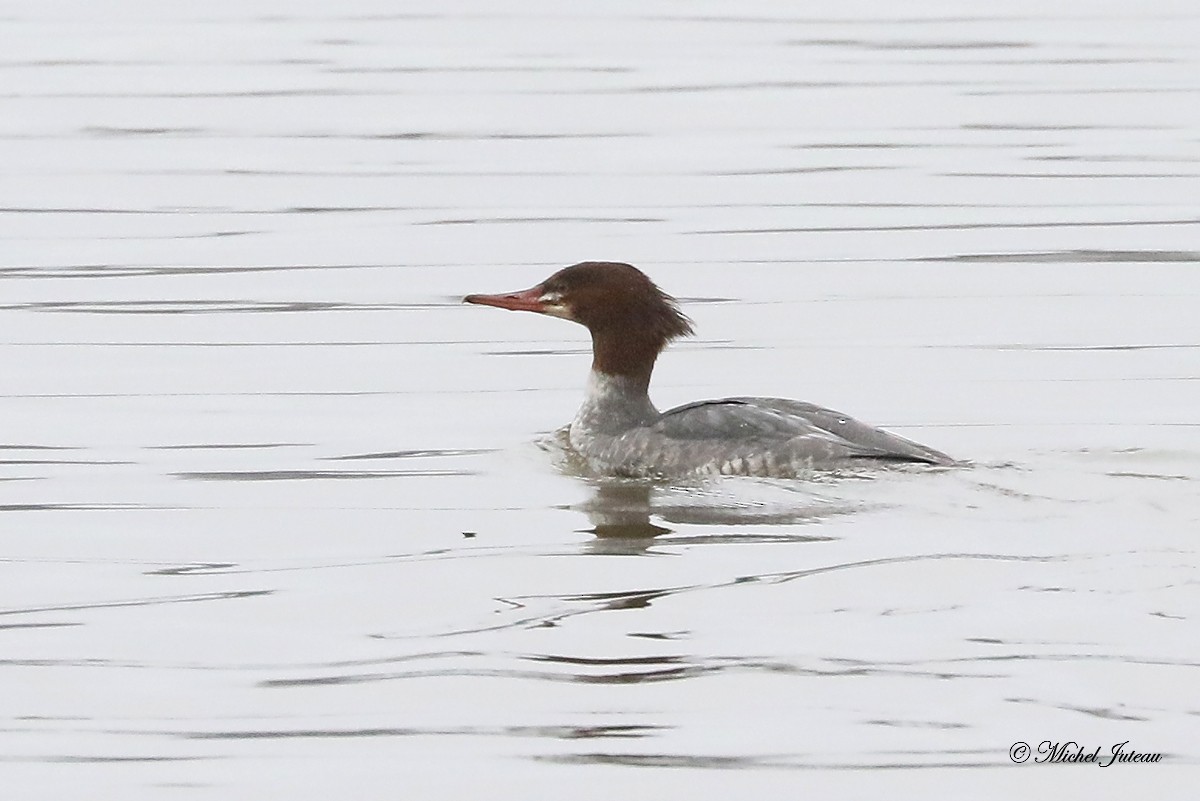 Gänsesäger - ML511397391