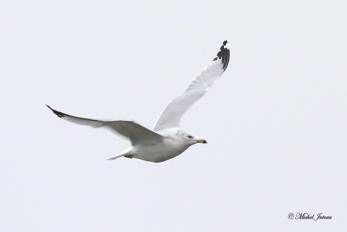 Ring-billed Gull - ML511397411