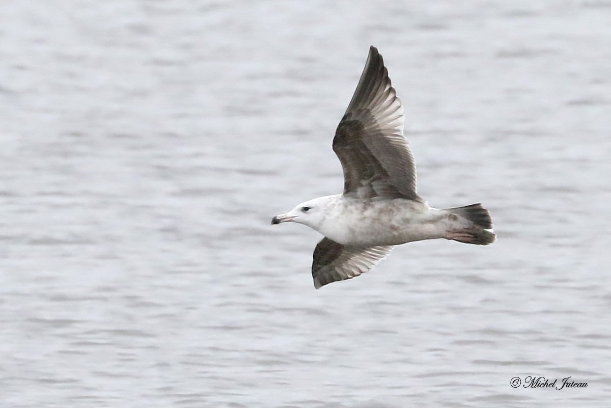 Herring Gull - ML511397491