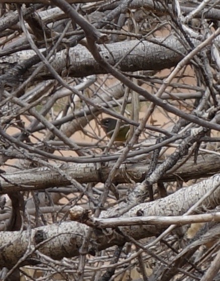 MacGillivray's Warbler - ML511397561