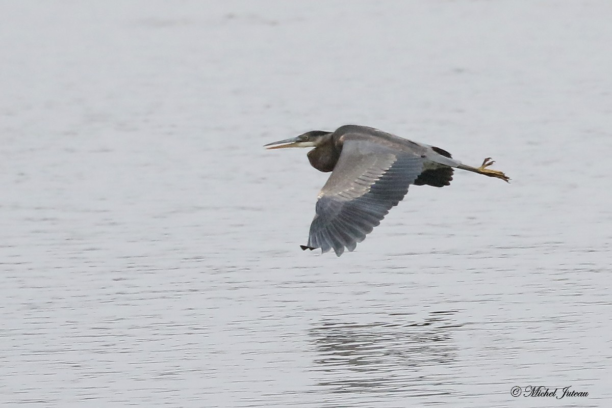 Great Blue Heron - ML511397571