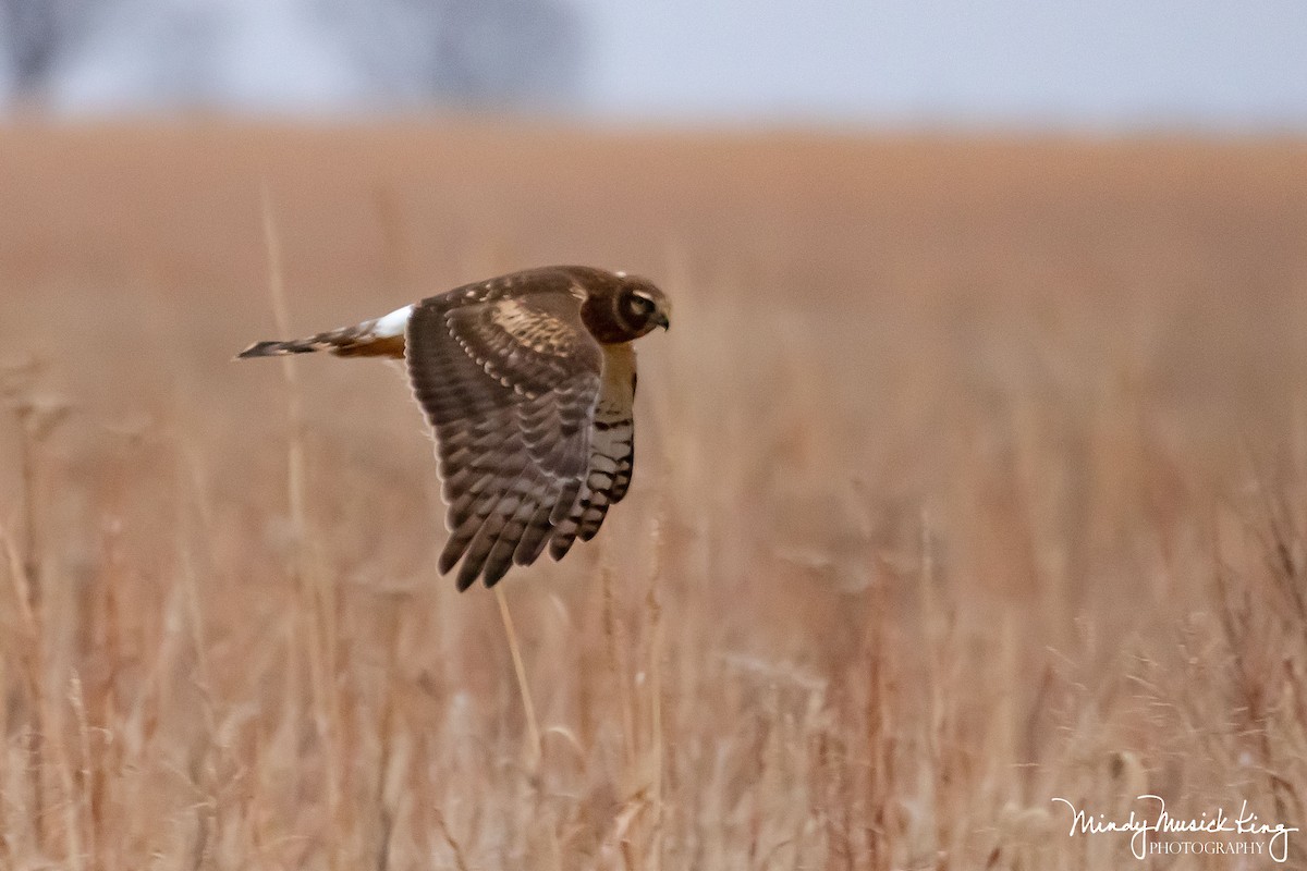 Northern Harrier - ML511397781
