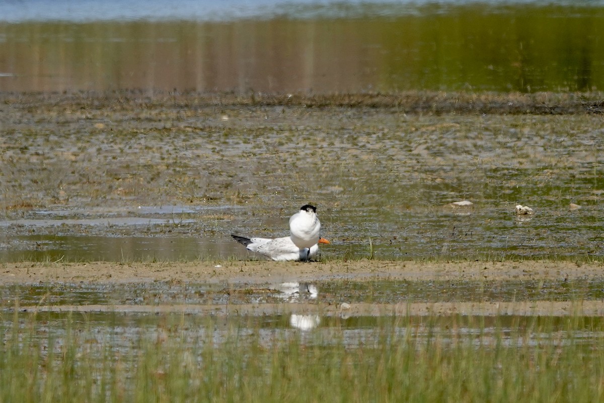 Caspian Tern - ML511398491