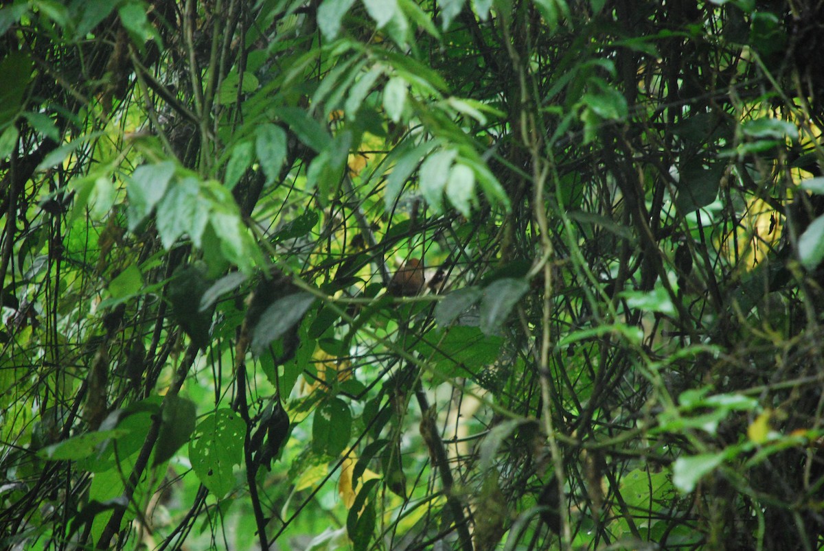 Henna-hooded Foliage-gleaner - Eric Pratt