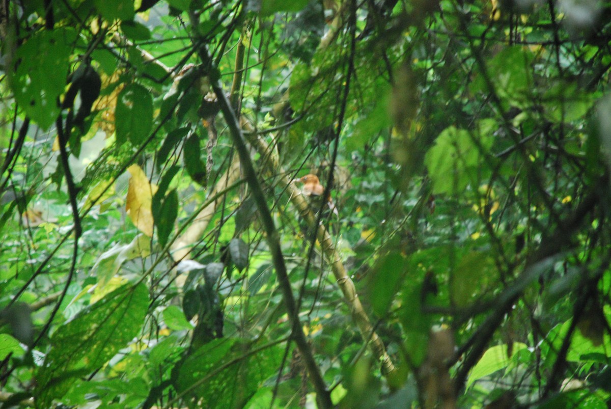 Henna-hooded Foliage-gleaner - Eric Pratt