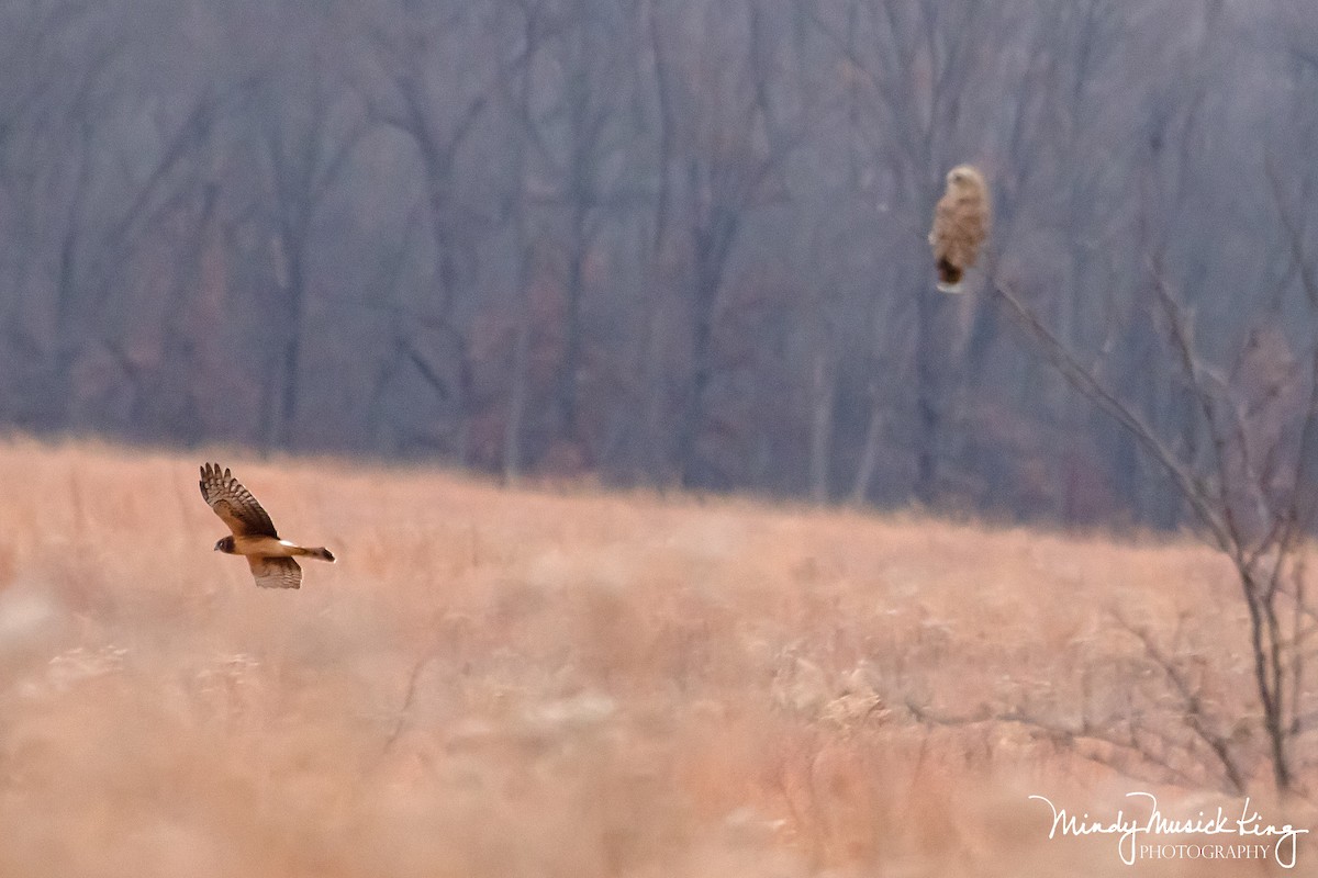 Northern Harrier - ML511399521