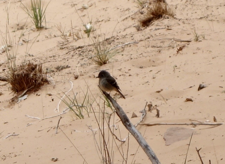 Mosquero sp. (Empidonax sp.) - ML511400201