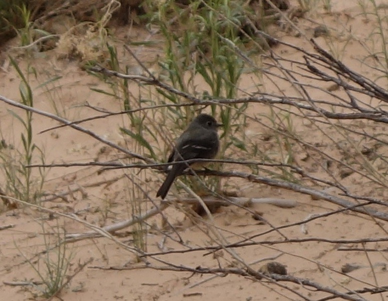 Mosquero sp. (Empidonax sp.) - ML511400221