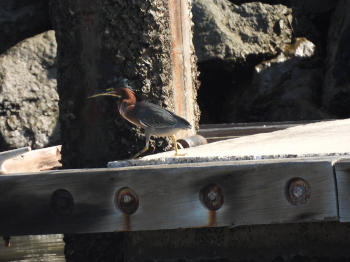 Green Heron - ML511401181