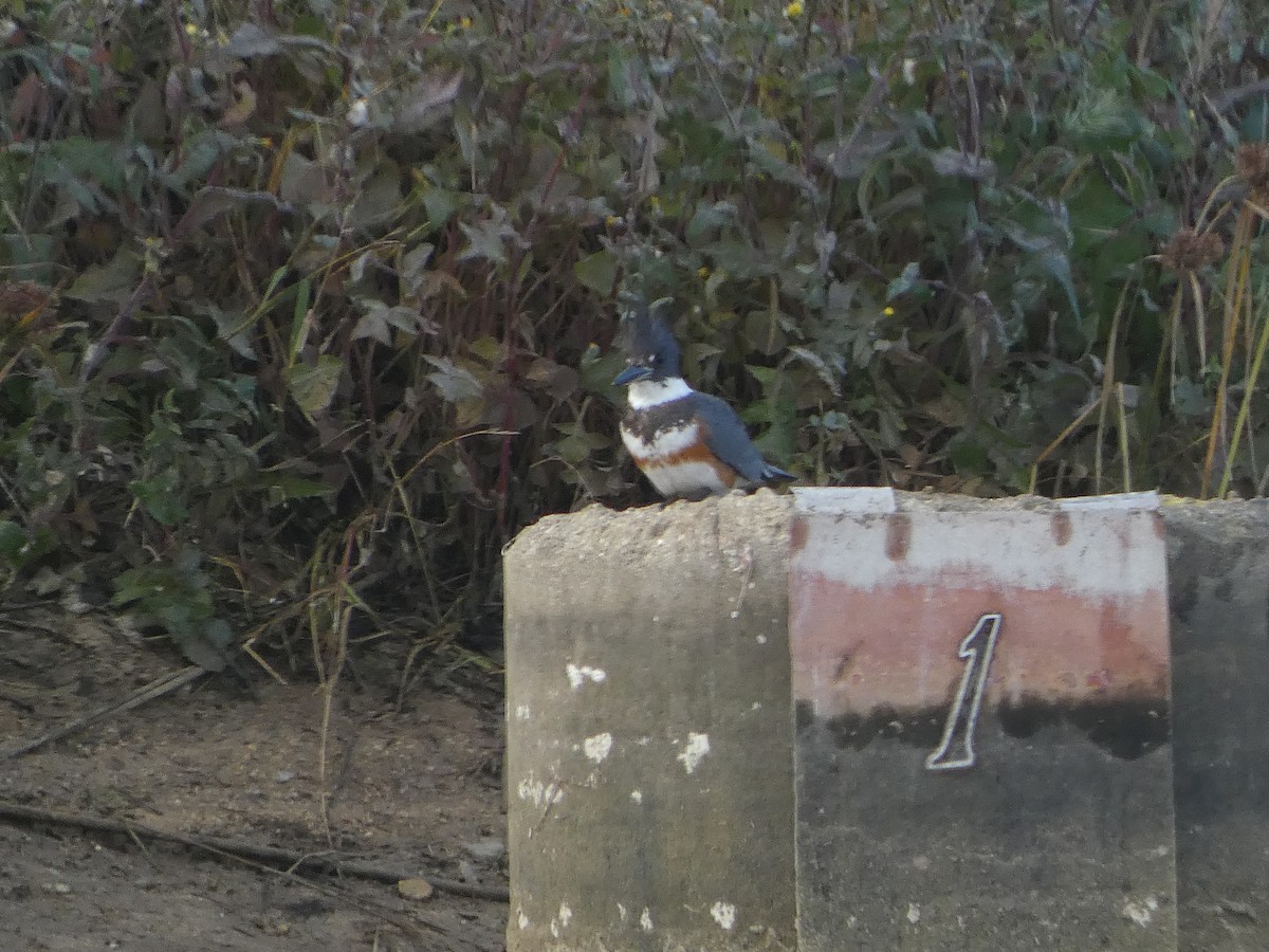 Belted Kingfisher - David Rankin