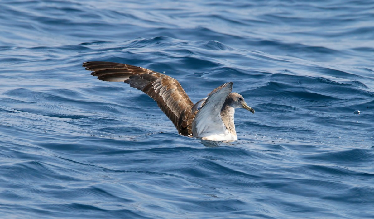 Cory's Shearwater - Devin Griffiths