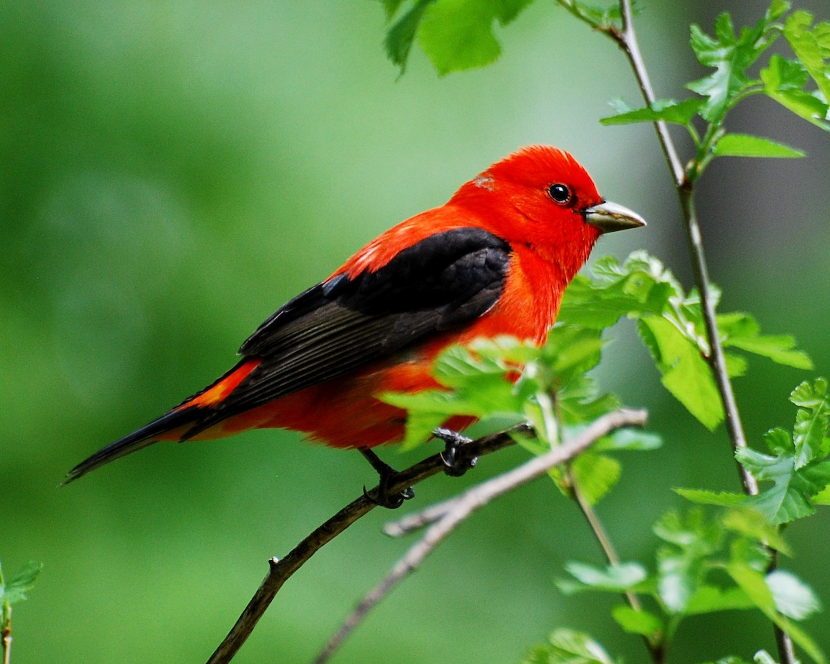 Scarlet Tanager - ML511403121