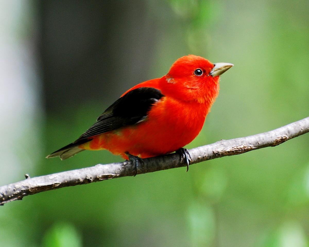 Scarlet Tanager - ML511403731