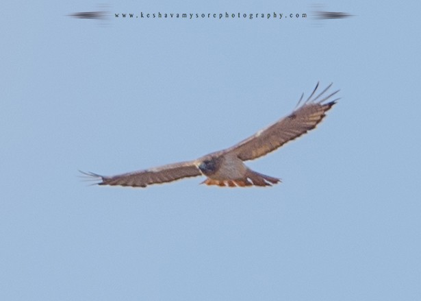 Red-tailed Hawk - Keshava Mysore