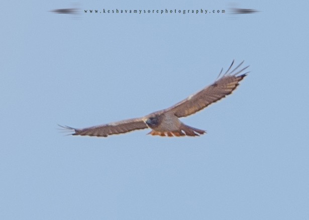 Red-tailed Hawk - ML51140591