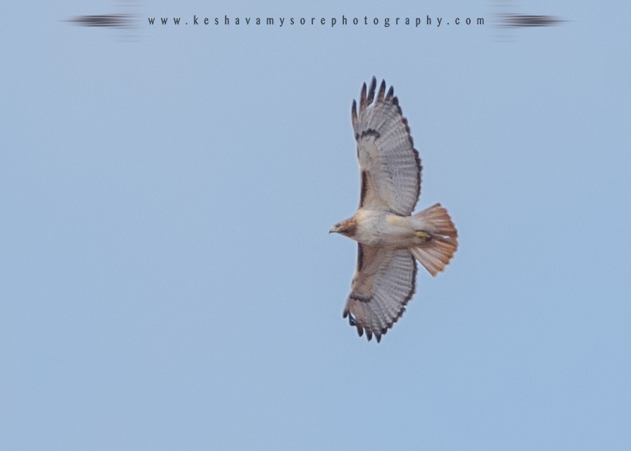 Red-tailed Hawk - ML51140601