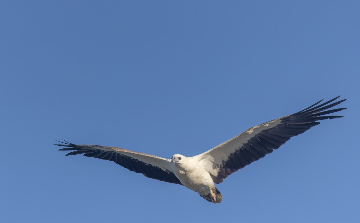 White-bellied Sea-Eagle - ML511408451