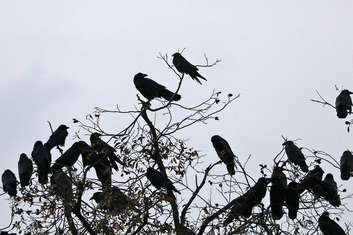 Chihuahuan Raven - ML511411571