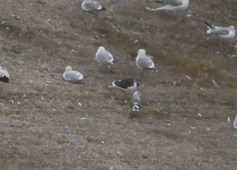 Lesser Black-backed Gull - ML511413921