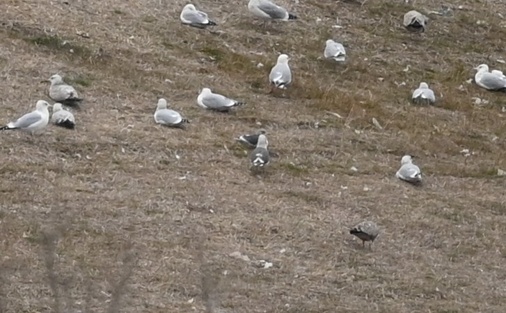 Lesser Black-backed Gull - ML511413931