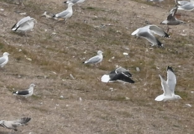 Lesser Black-backed Gull - ML511413941