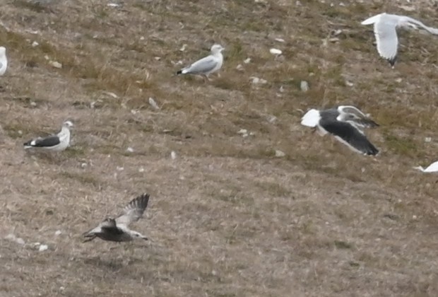 Lesser Black-backed Gull - ML511413951