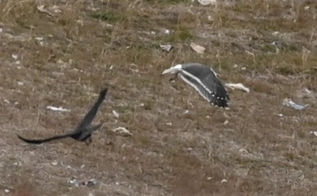 Lesser Black-backed Gull - ML511413961