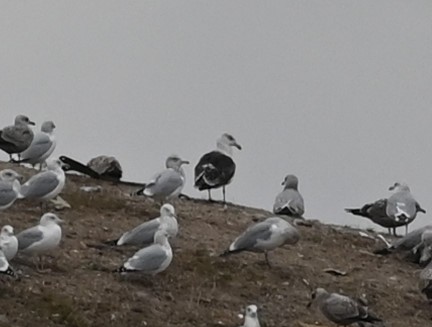 Great Black-backed Gull - ML511414071