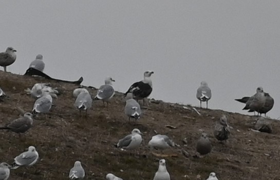 Great Black-backed Gull - James Markham