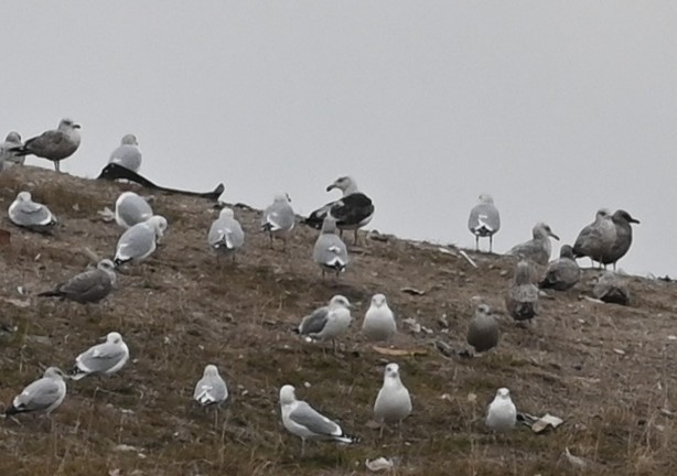 Great Black-backed Gull - ML511414091