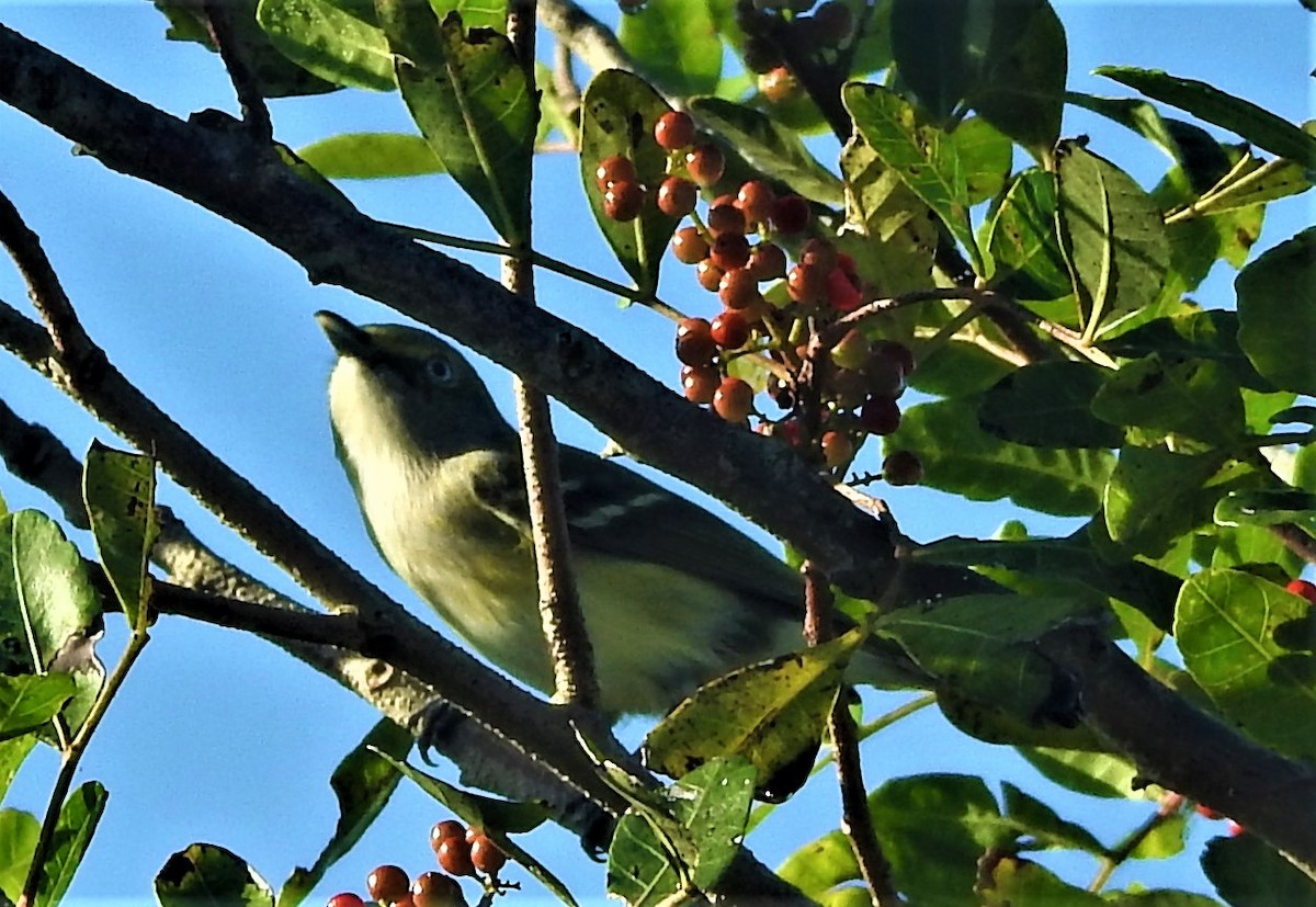 White-eyed Vireo - elwood bracey