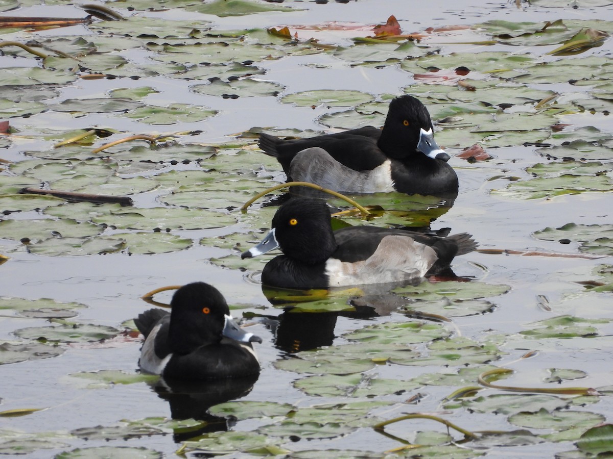 Ring-necked Duck - Tom McCoppin