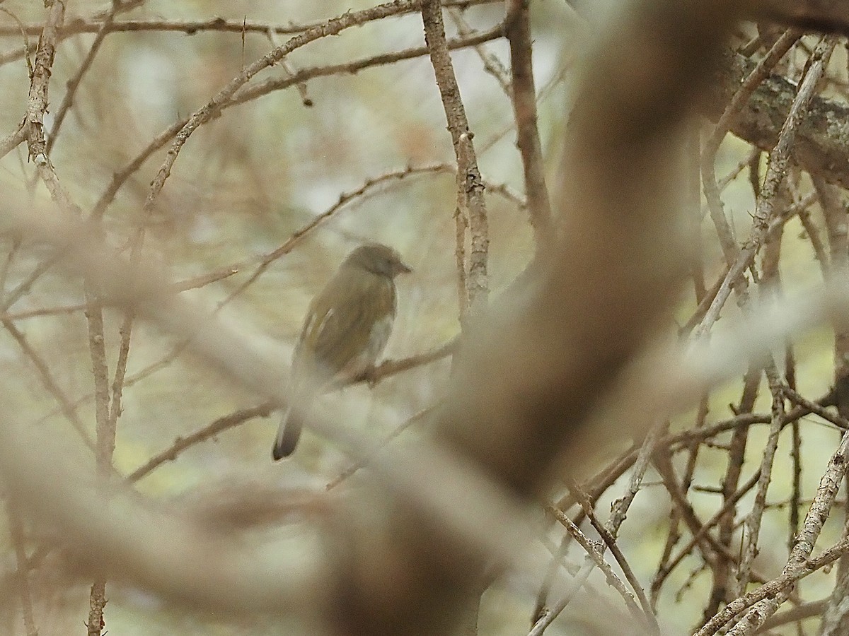 Greater Honeyguide - ML511418351