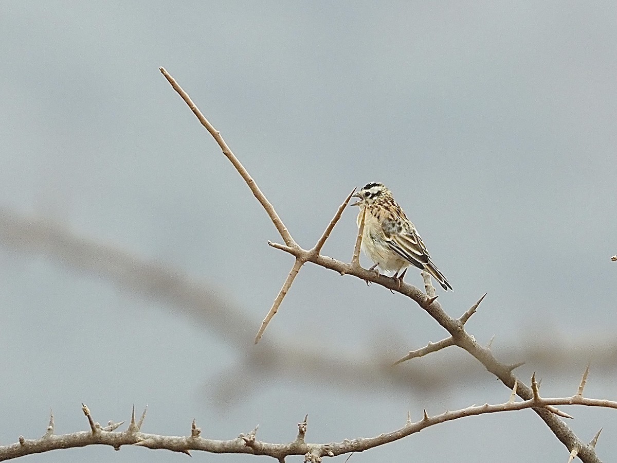 Somali Bunting - ML511418651