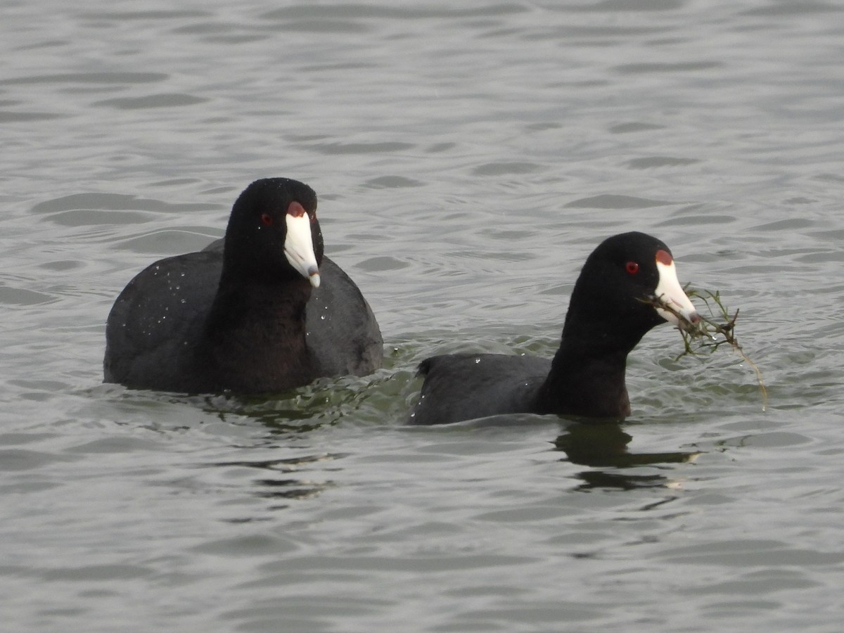 American Coot - Tom McCoppin