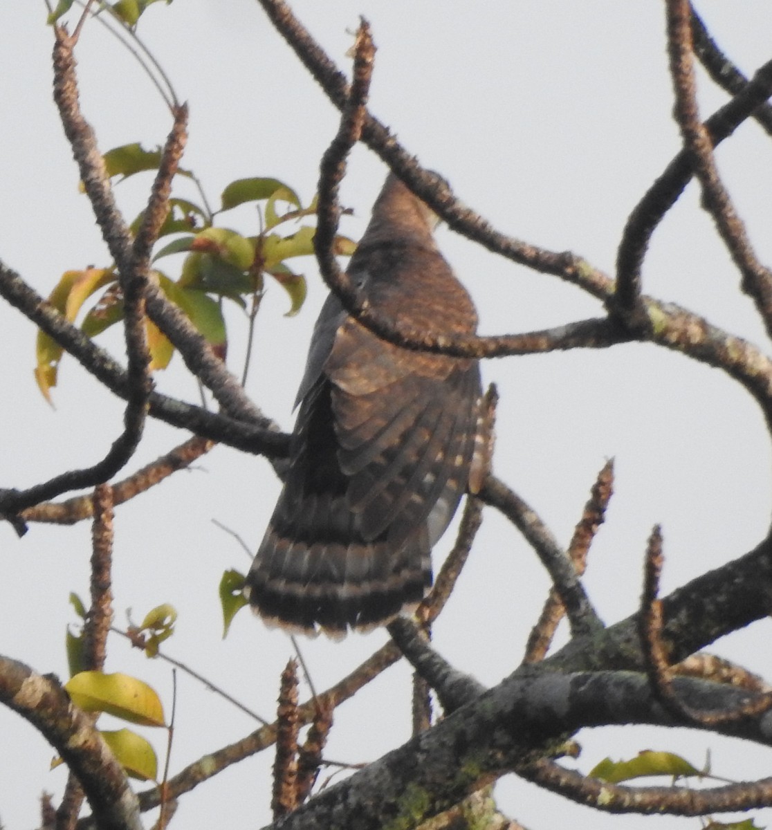 Common Hawk-Cuckoo - ML511419281