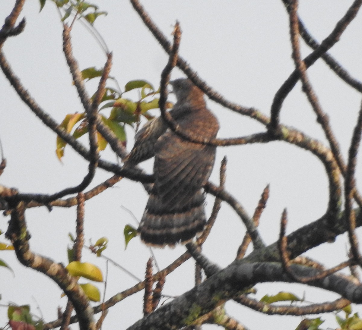 Common Hawk-Cuckoo - ML511419311