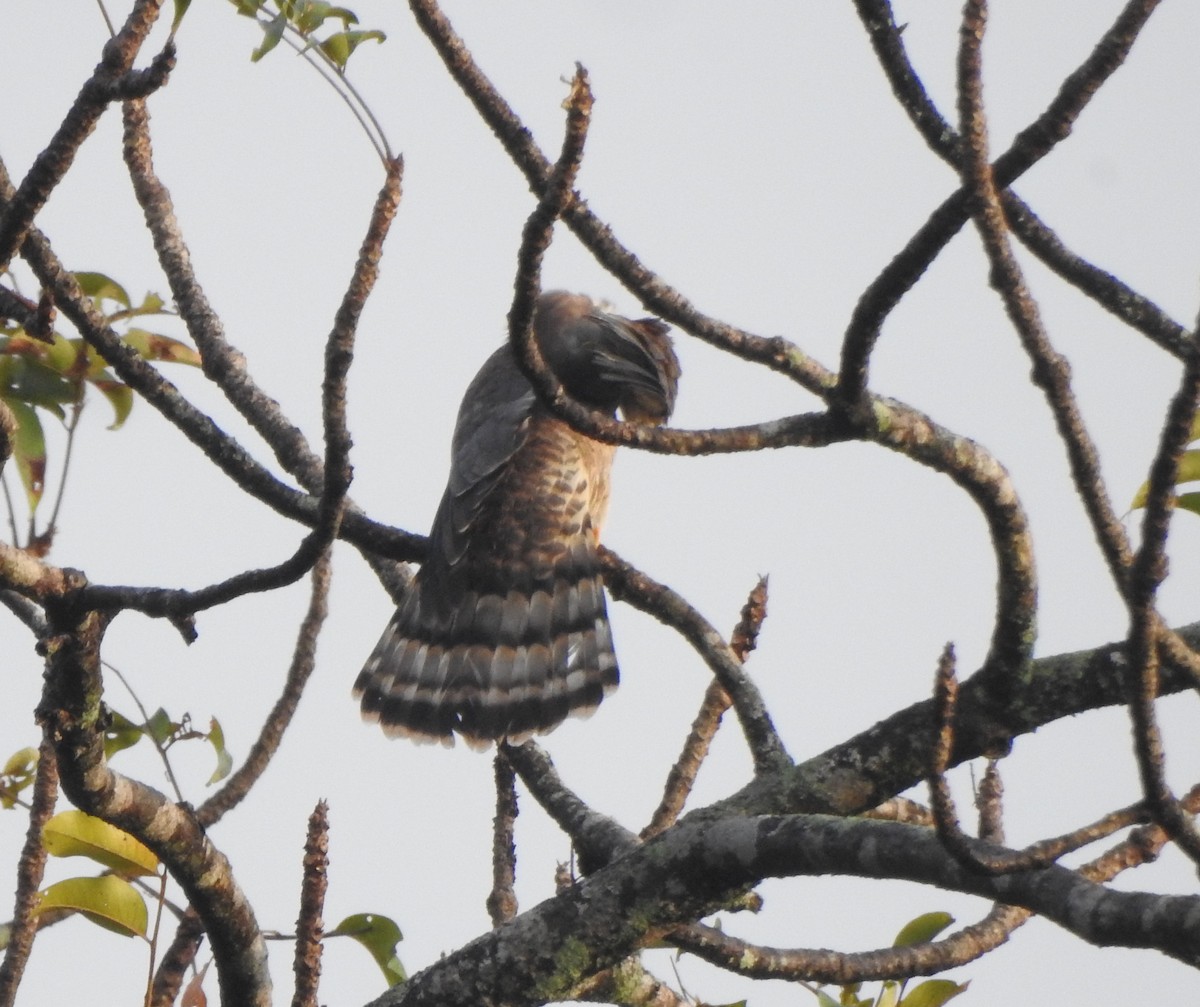 Common Hawk-Cuckoo - ML511419321