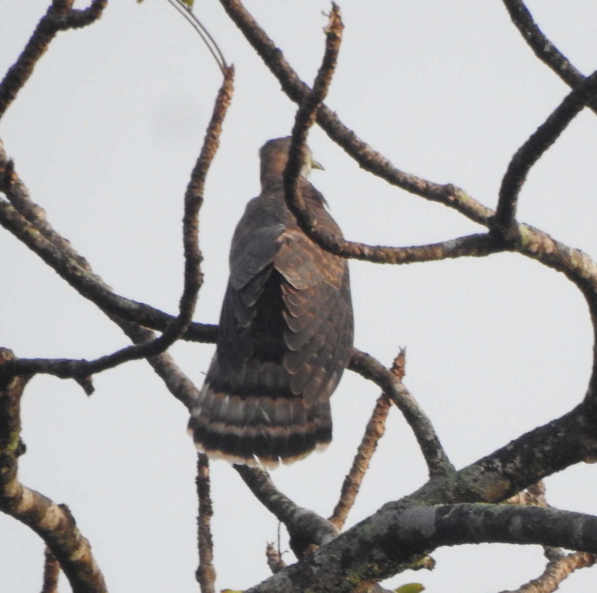 Common Hawk-Cuckoo - ML511419331